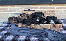 Mixed Breed dogs for sale: 🐾 Gorgeous Doxiepoo Puppies – Ready 07/08! 🐾 - Image 8