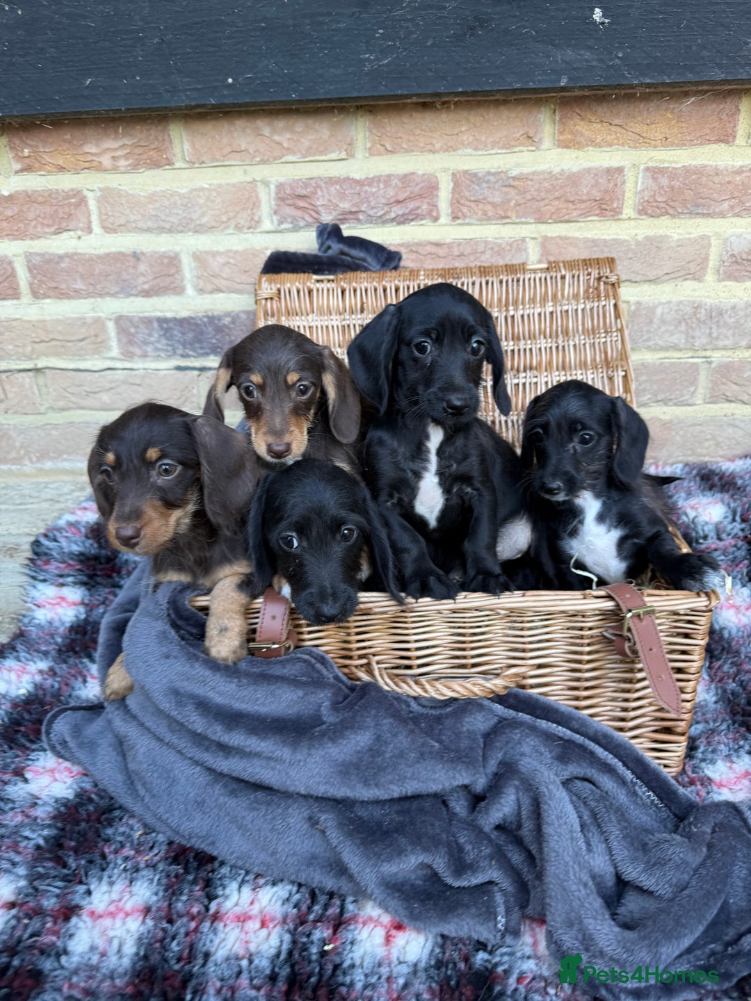 Mixed Breed dogs for sale: 🐾 Gorgeous Doxiepoo Puppies – Ready 07/08! 🐾 - Image 8