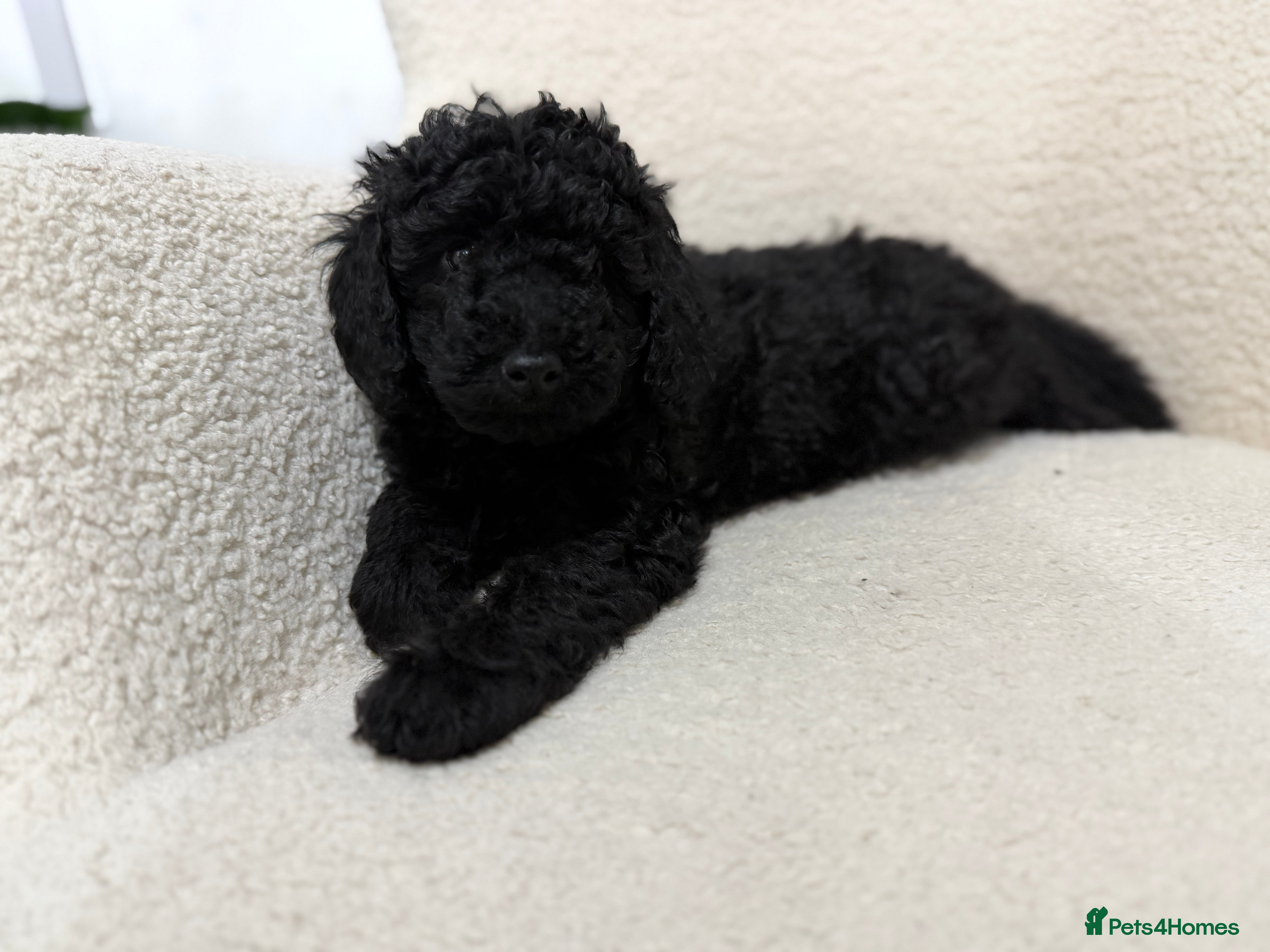 Cockapoo dogs 1 Cockapoo Puppy left.  - Advert 14