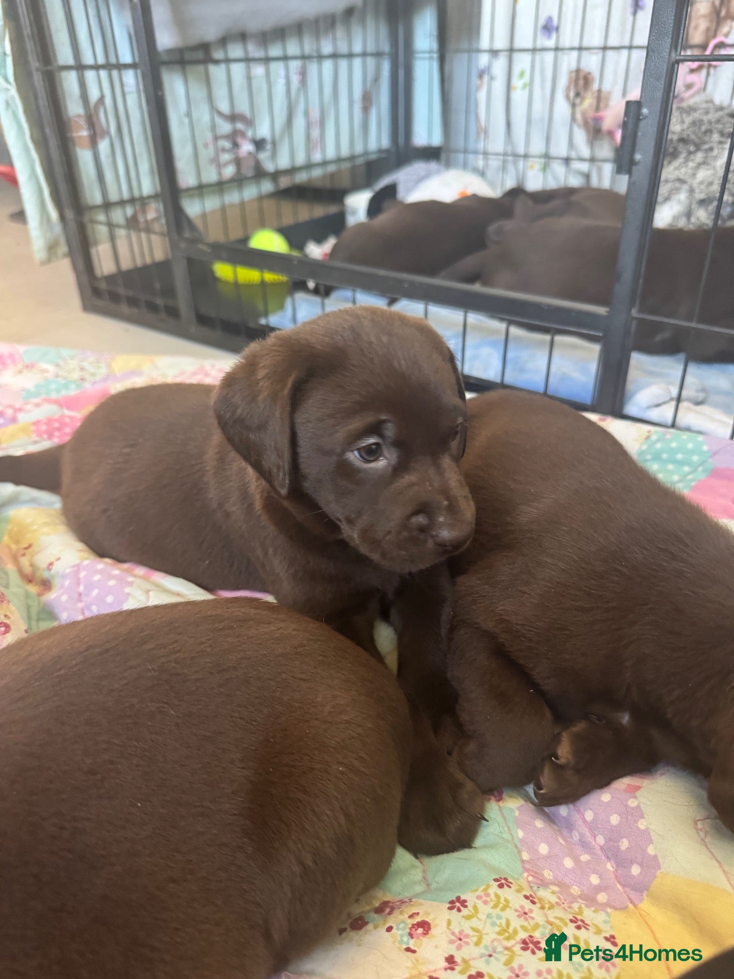 Labrador Retriever dogs Chunky chocolate Labrador puppies  - Advert 2