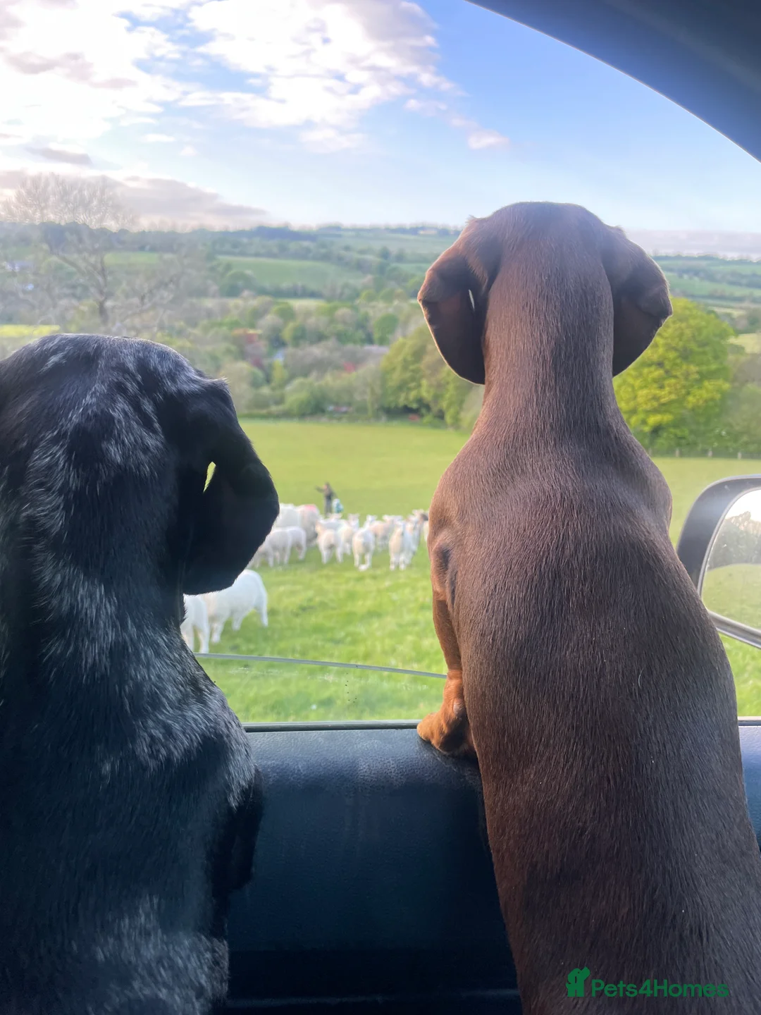 Miniature Dachshund dogs for stud: Stud Available  - Advert 4