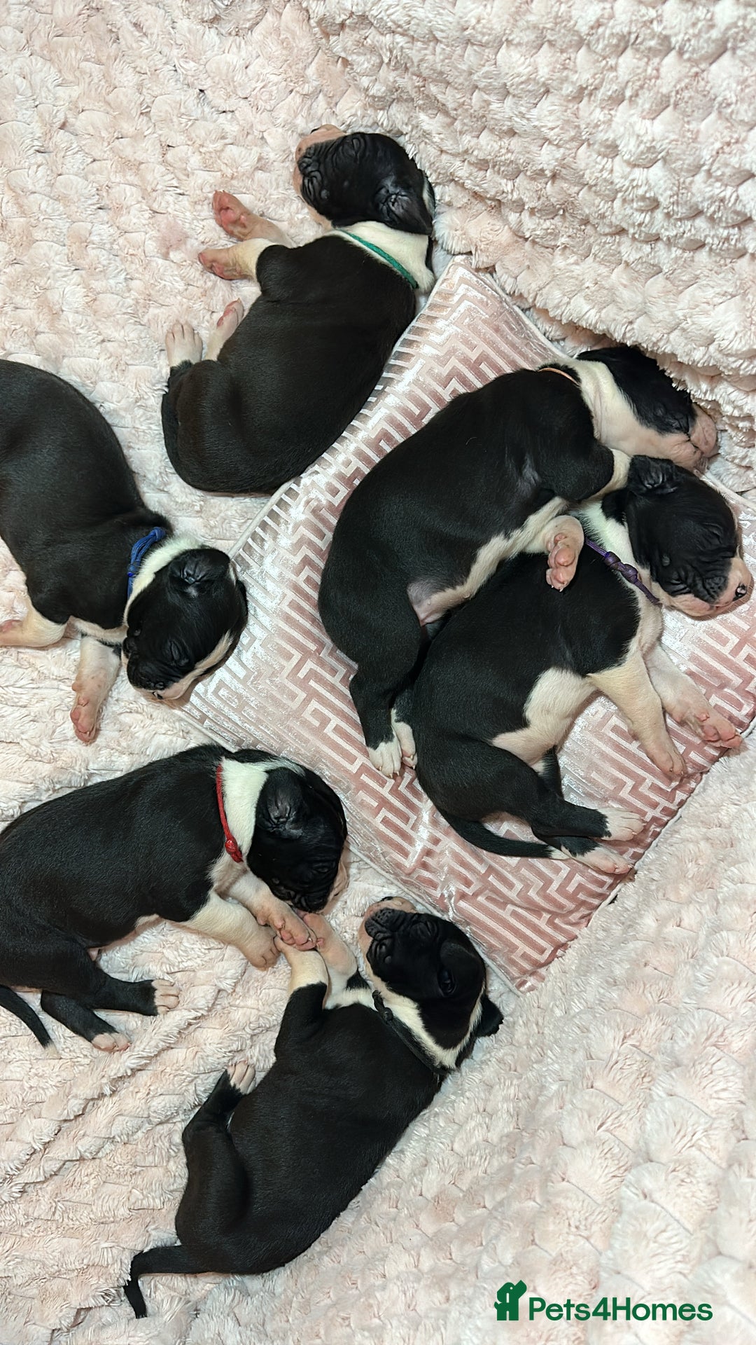 Great Dane dogs for sale: Stunning Great Dane Mantle Puppies - Image 1