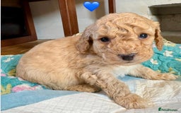 Cockapoo dogs for sale: Cockapoo Puppies (3/4 Toy Poodle/Cockapoo) - Image 6
