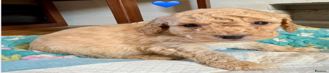 Cockapoo Puppy 3