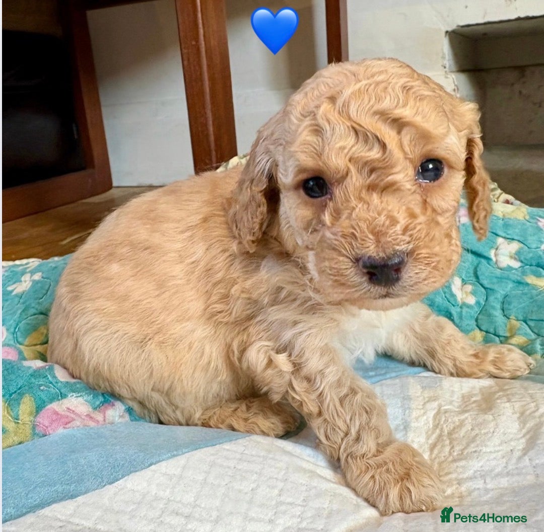 Cockapoo dogs for sale: Cockapoo Puppies (3/4 Toy Poodle/Cockapoo) - Image 6
