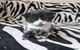 Mixed Breed cats for sale: Kittens - Image 13