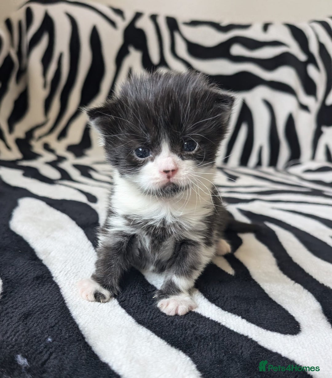 Mixed Breed cats for sale: Kittens - Image 13