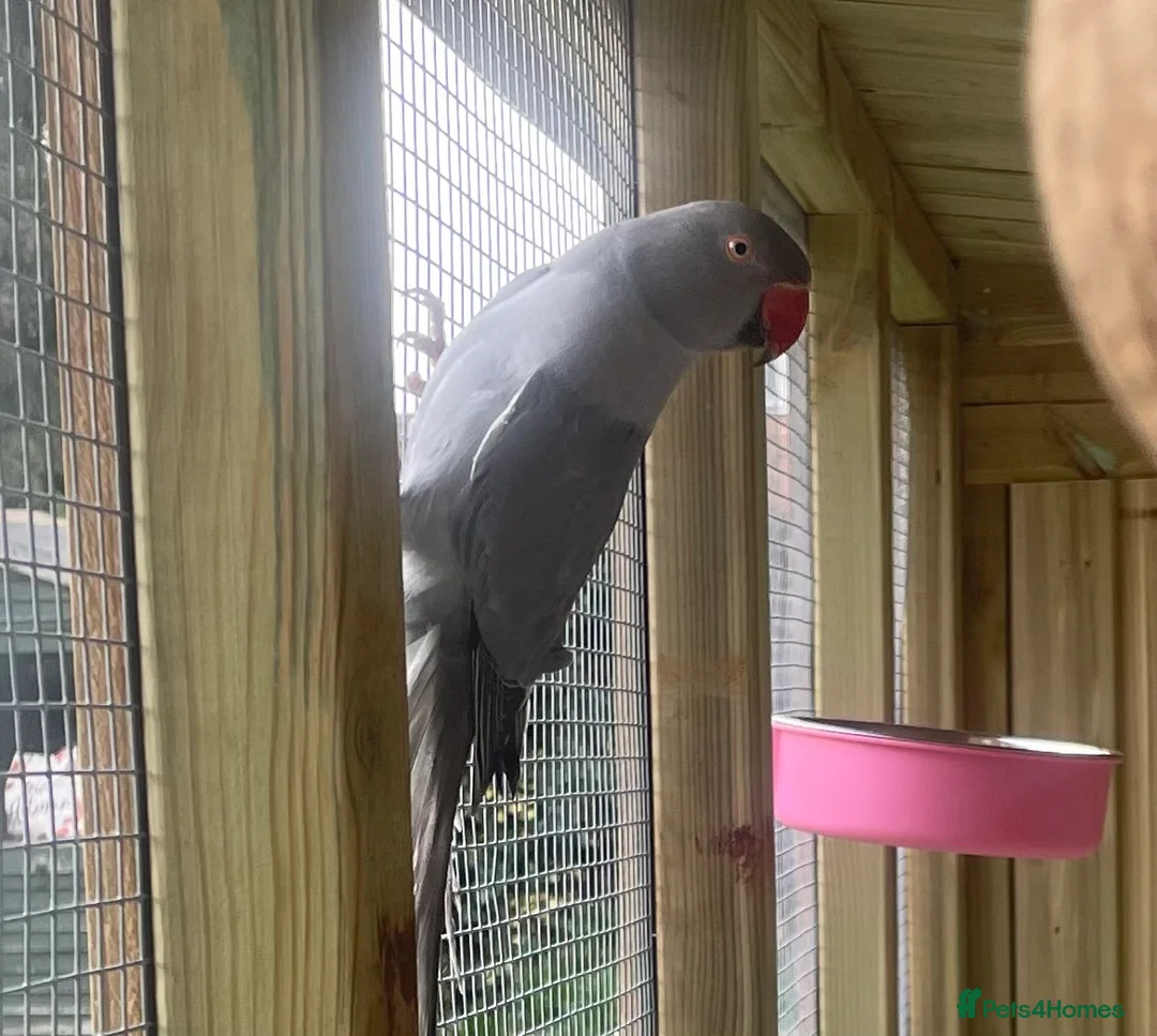 Parakeets birds for sale: ** LILAC GREY INDIAN RINGNECK FOR SALE ** in Wolverhampton - Advert 1