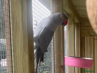 Parakeets birds ** LILAC GREY INDIAN RINGNECK FOR SALE ** in Wolverhampton - Advert 1