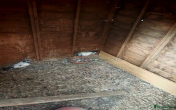 Pigeons birds for sale: Indian tippler  I sale my all pigeon 15 birds  - Image 2