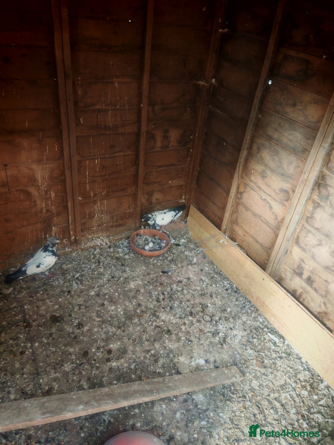 Pigeons birds for sale: Indian tippler  I sale my all pigeon 15 birds  - Image 2