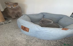 Scottish Fold cats for sale: Scottish Fold x Russian Blue Kittens  - Image 11
