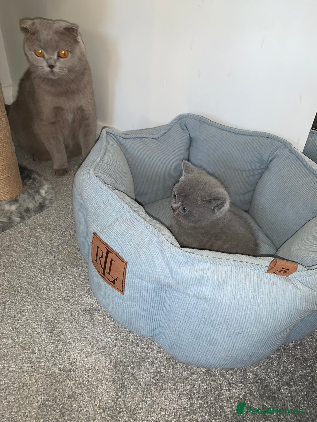 Scottish Fold cats for sale: Scottish Fold x Russian Blue Kittens  - Image 11