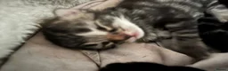 Bengal cats for sale: Stunning Bengal X kittens  - Advert 7