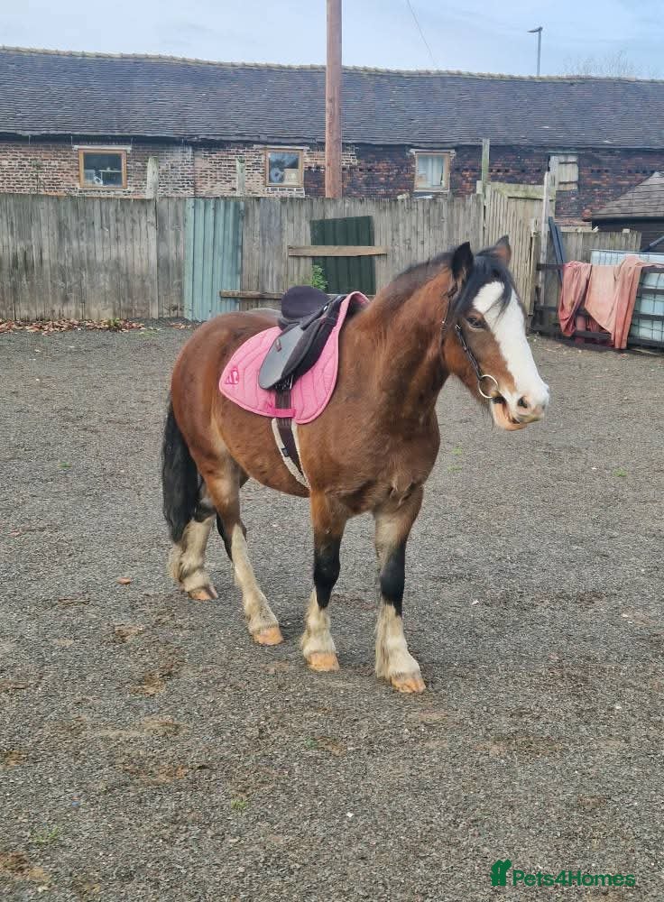 Welsh Section C horses 12.3 pony - Advert 1