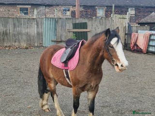 Welsh Section C horses 12.3 pony - Advert 20