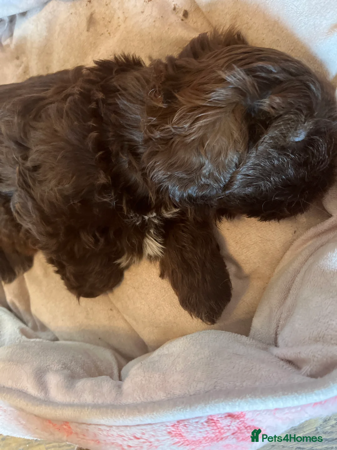 Shih Tzu dogs for sale: Adorable Shih Tzu puppies - Advert 2