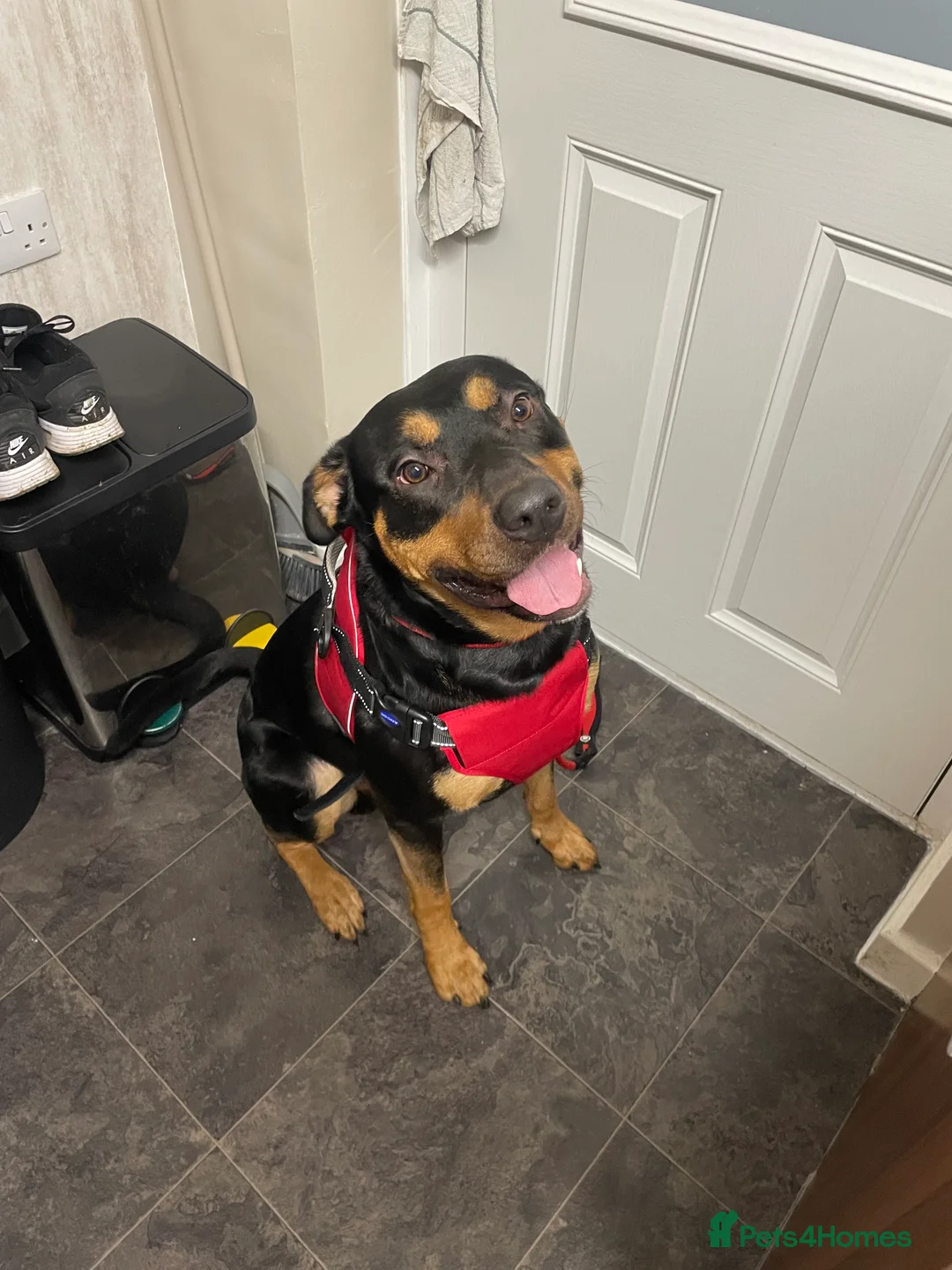 Mixed Breed dogs for sale: 2 year old male German shepherd cross Rottweiler  - Advert 2