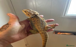 Bearded Dragon reptiles for sale: Baby bearded dragons need loving homes - Image 2
