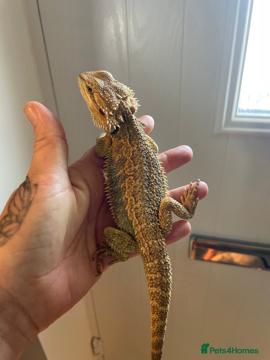 Bearded Dragon reptiles for sale: Baby bearded dragons need loving homes - Image 2