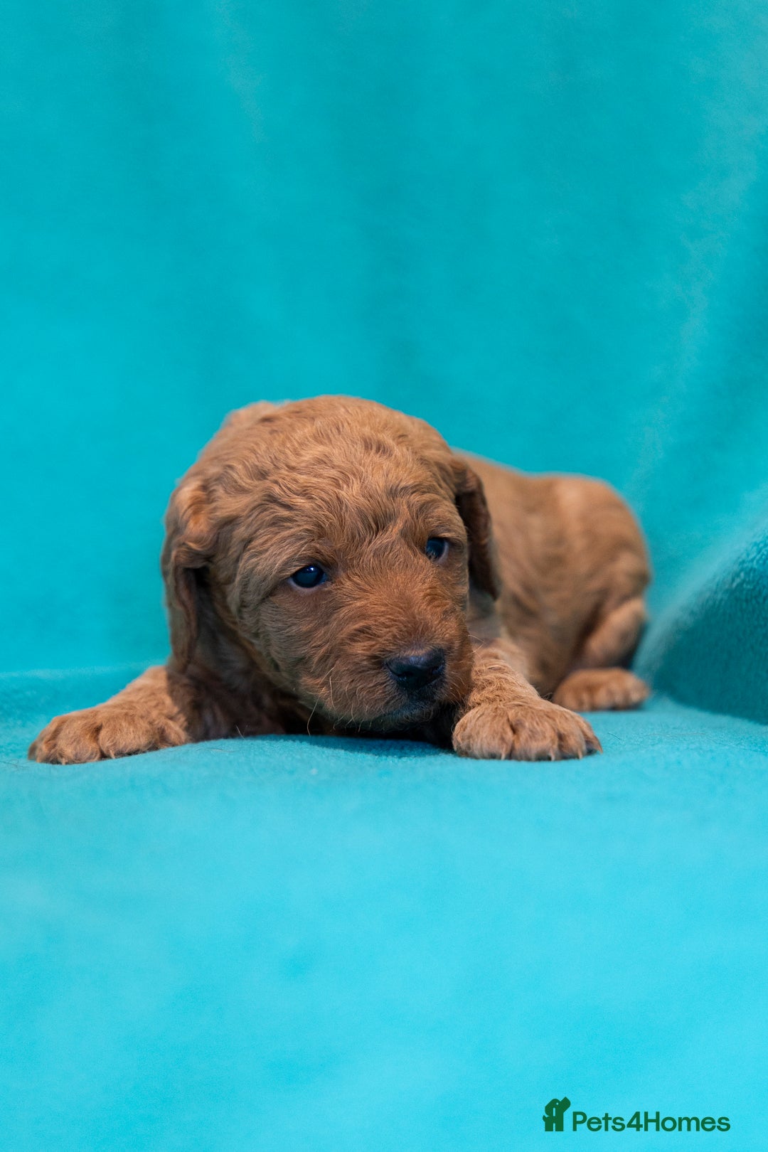 Mixed Breed dogs for sale: Beautiful litter of Australian labradoodles  - Advert 21