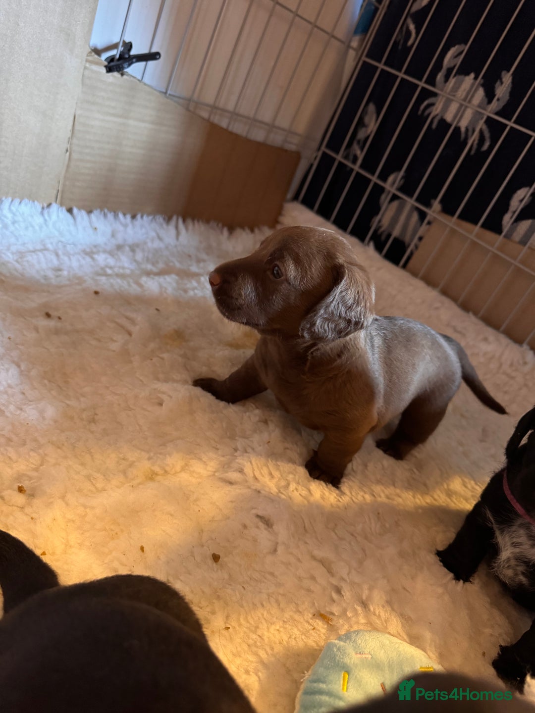 Mixed Breed dogs for sale: Beautiful DoxiPoo puppies  - Image 22