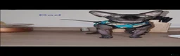 Sphynx cats for sale: Beautiful Newborn Sphynx Kittens4 kittens - Advert 8
