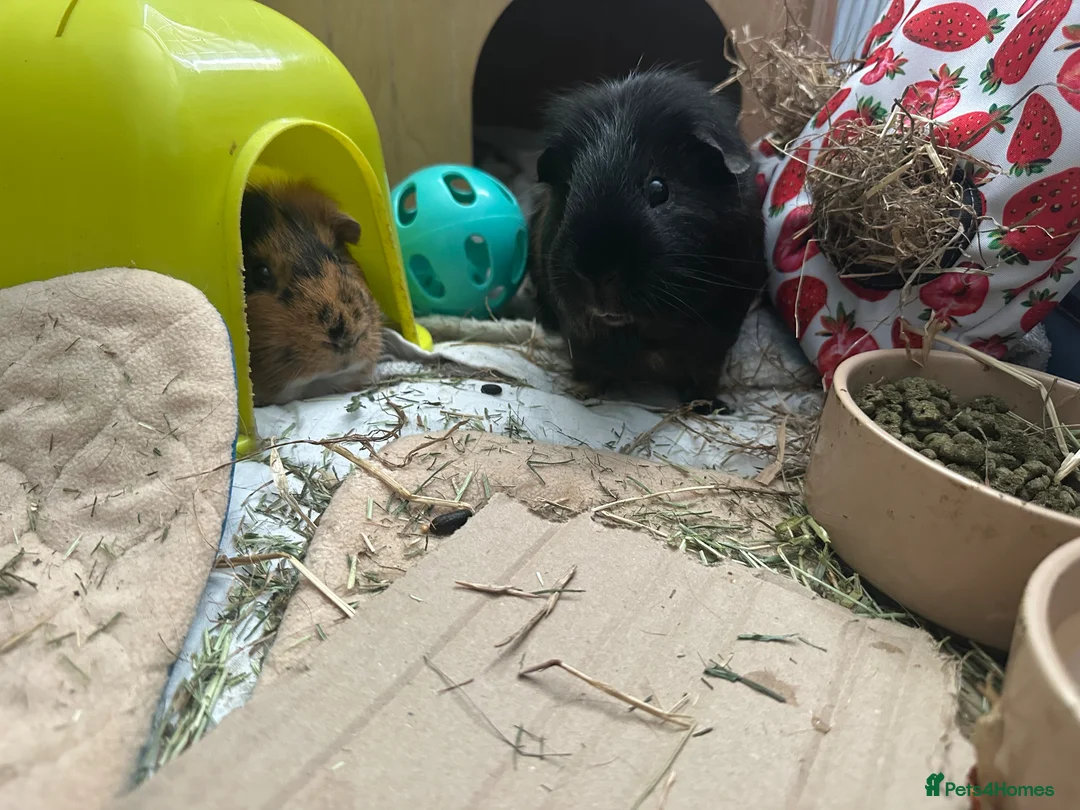 Guinea Pig rodents for sale: 2 male Guinea pigs.  in Burton-on-Trent - Advert 3