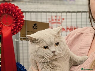 British Shorthair cats GCCF CHAMPION,TICA registered in Barnsley - Advert 1