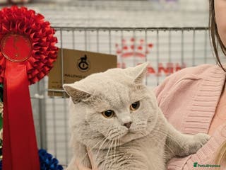 British Shorthair cats GCCF CHAMPION,TICA registered in Barnsley - Advert 20