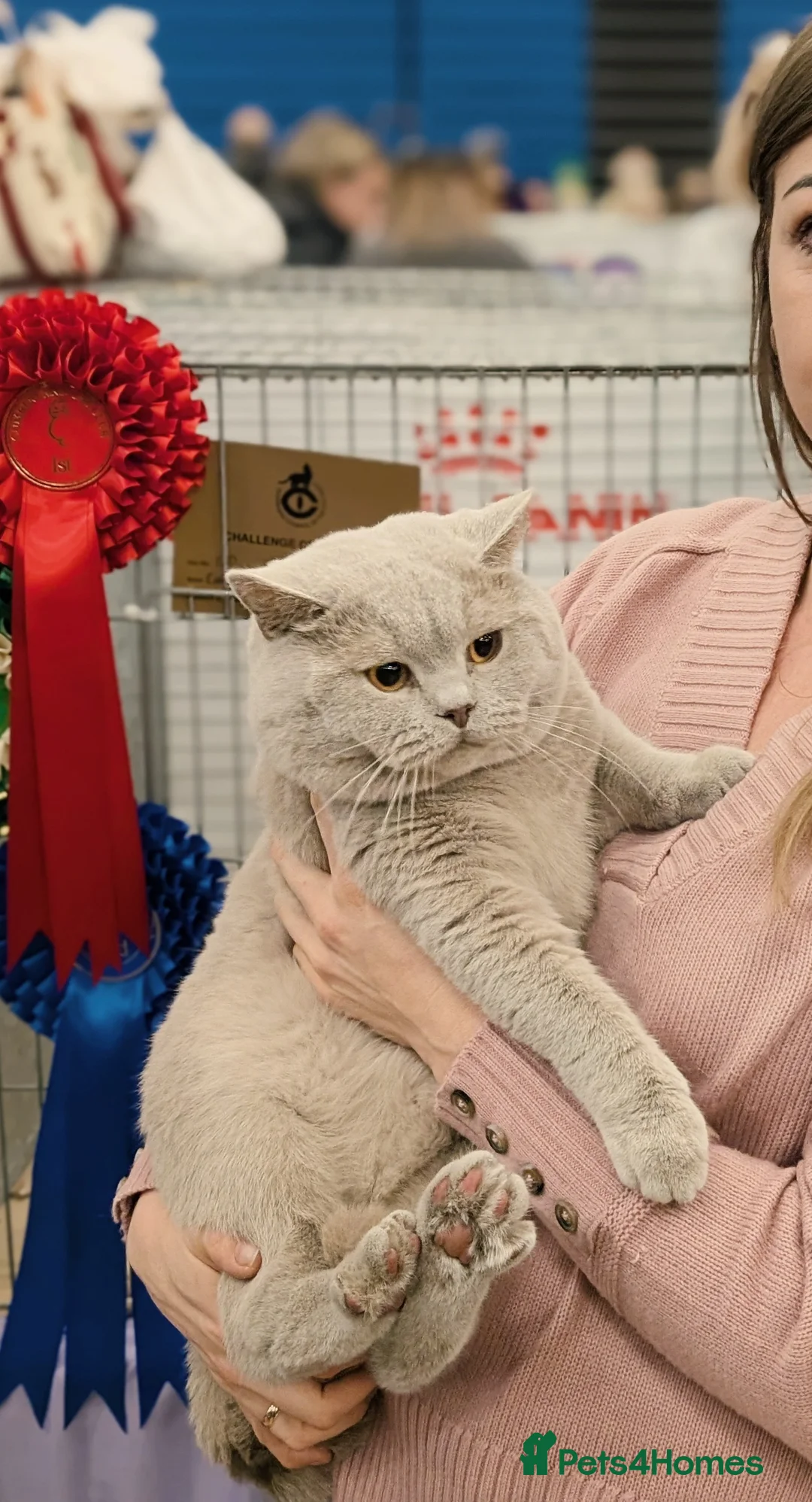 British Shorthair cats for stud: GCCF CHAMPION,TICA registered  in Barnsley - Advert 2