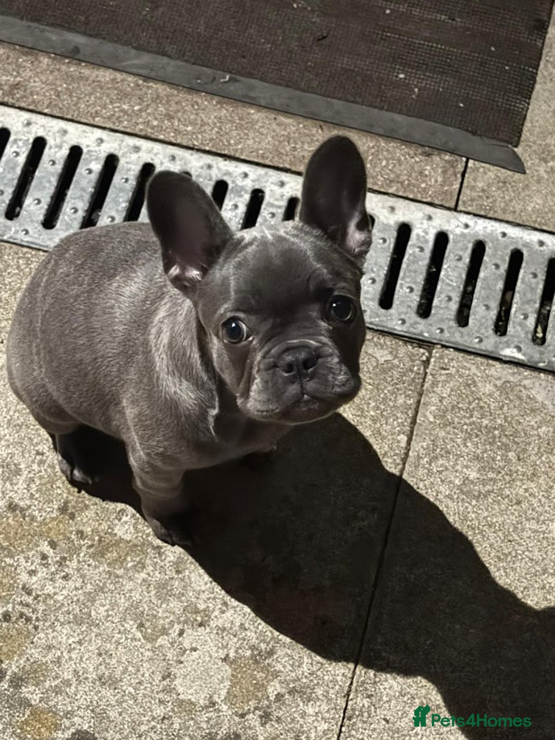 French Bulldog dogs for sale: French Bulldog - Image 6