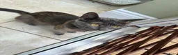 Mixed Breed cats for sale: Gorgeous kittens for sale - Advert 3