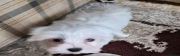 Maltese dogs for sale: Bichon Maltese mini toy , one boy and one girl in Hemel Hempstead - Advert 4
