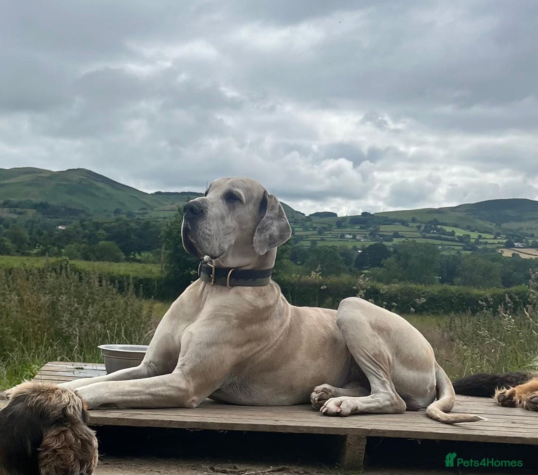 Great Dane dogs for sale: GREATEST DANE PUPS - KC Reg  - Advert 6