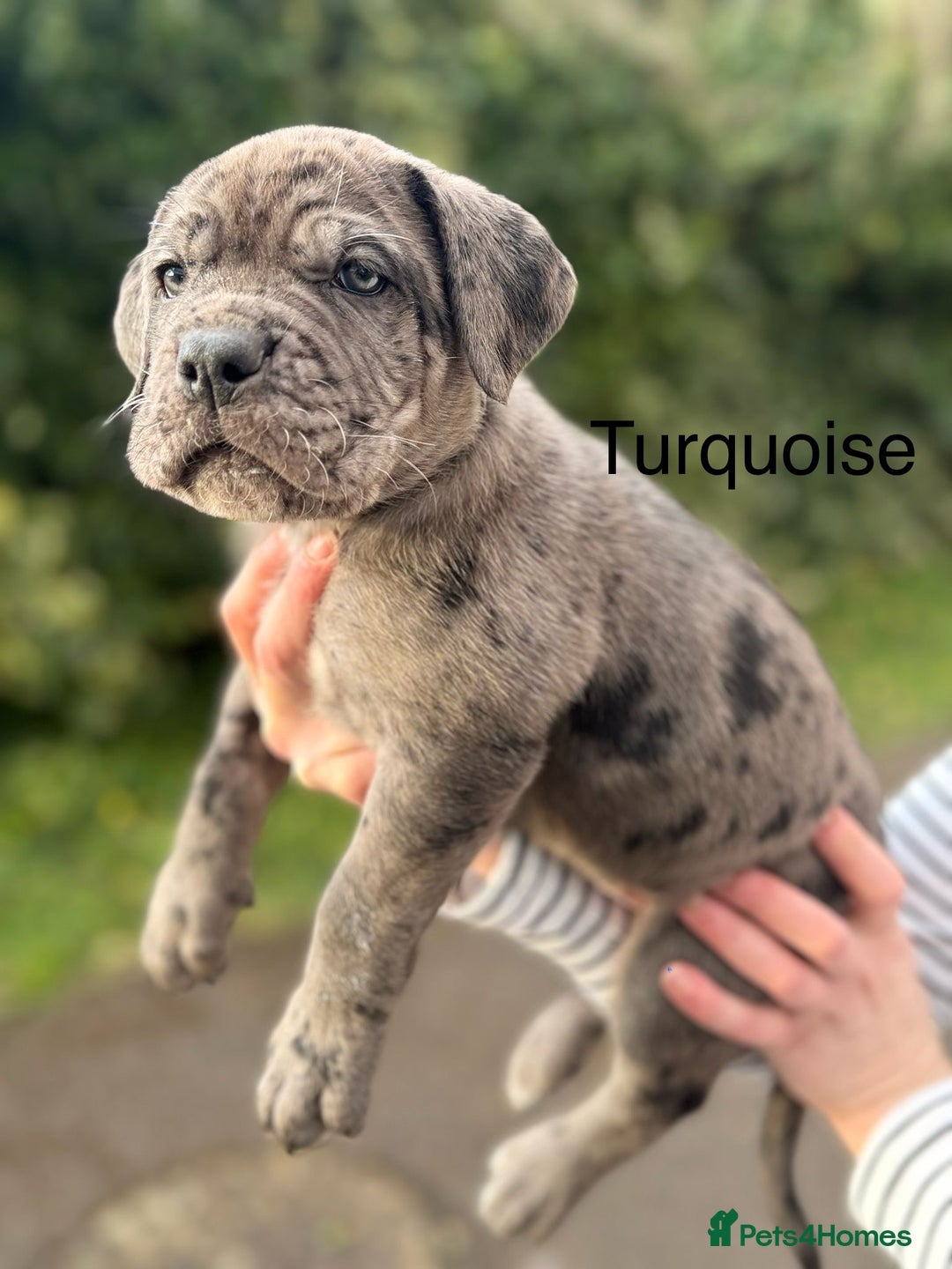 Blue Cane Corso Uncropped Cane Corso Blue Uncropped Winter Berries