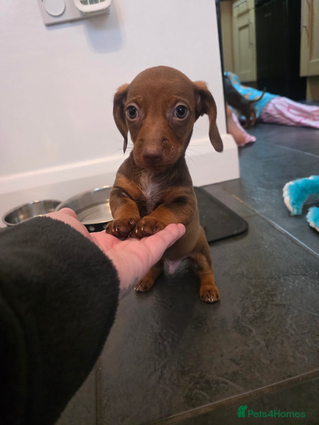 Dachshund dogs for sale: Dachshund  - Advert 16