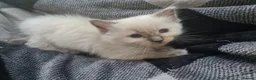 Ragdoll cats for sale: Bluepoint ragdoll kittens - Advert 5