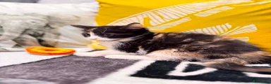 Mixed Breed Kitten 3