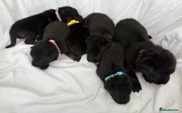 German Shepherd dogs for sale: German Shepherd Puppies - exceptional bloodline  - Image 5