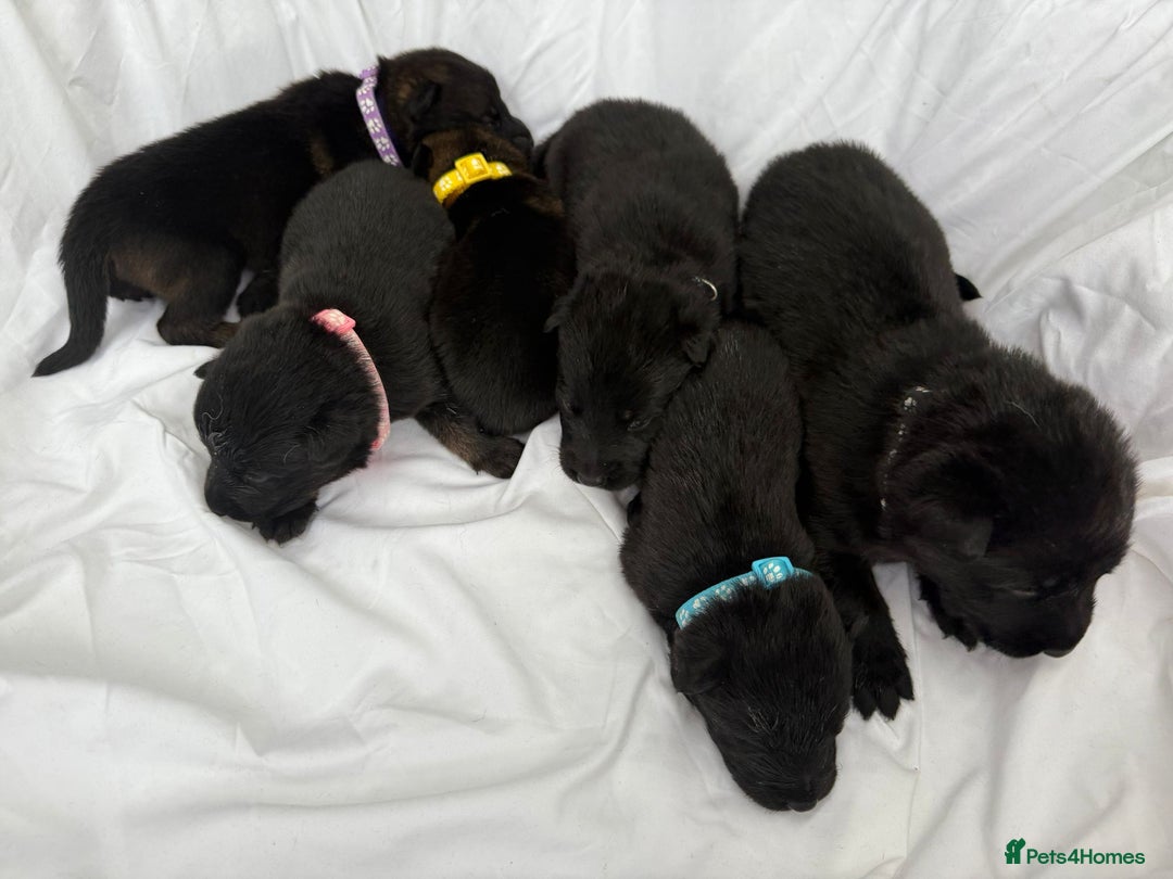 German Shepherd dogs for sale: German Shepherd Puppies - exceptional bloodline  - Image 5