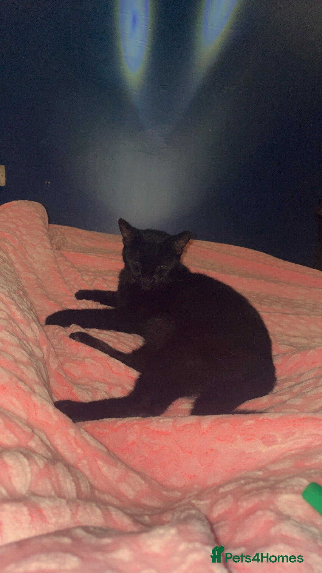 British Shorthair cats cat for sale - Advert 1