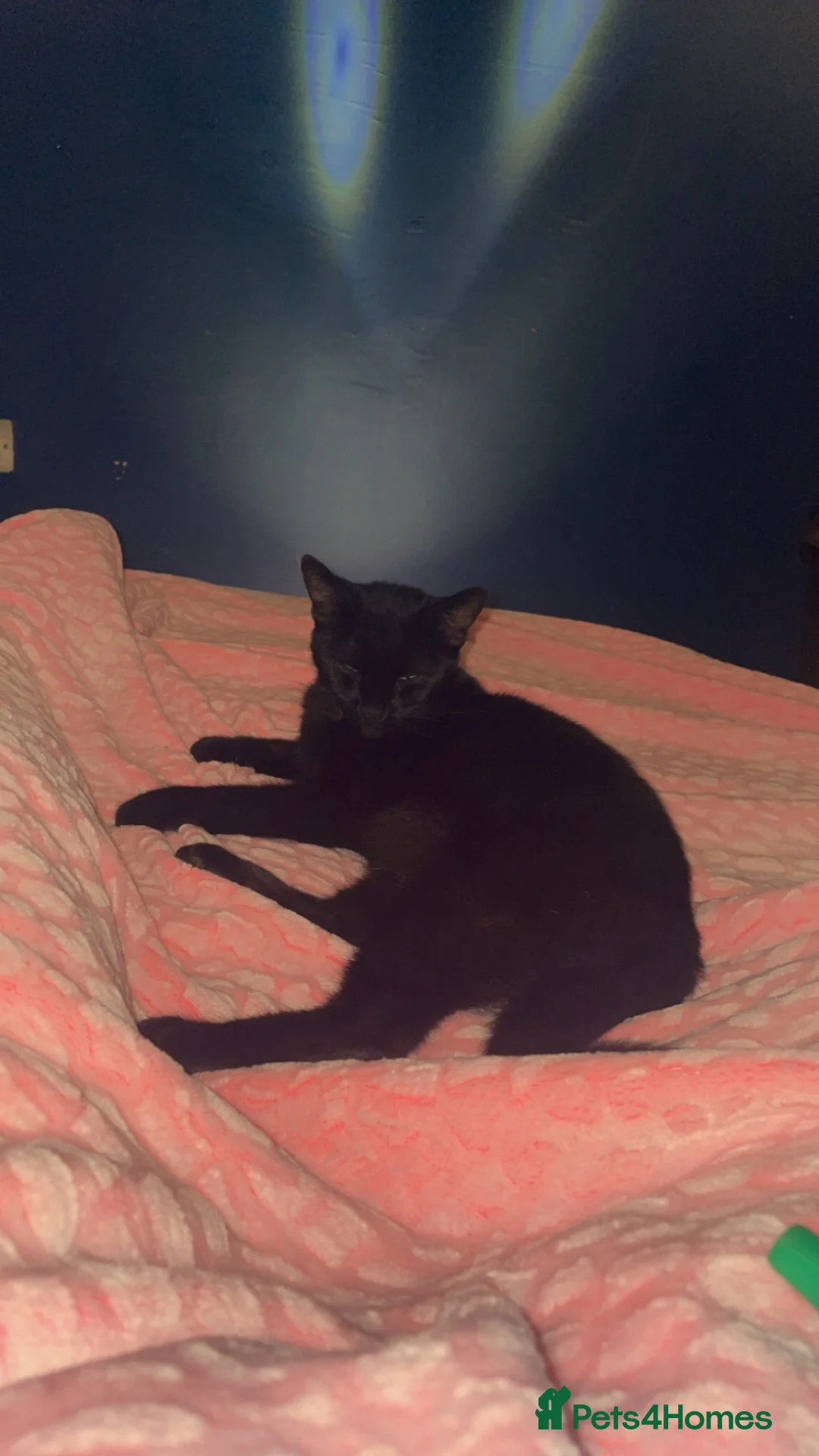 British Shorthair cats for sale: cat for sale - Advert 1