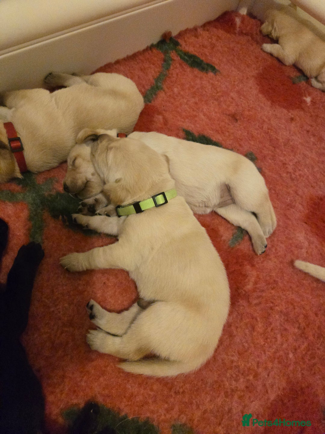 Labrador Retriever dogs for sale: Labrador pups kc registered *1 boy left* in Edinburgh - Image 6