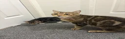 Bengal cats for sale: Bengal X - Advert 4