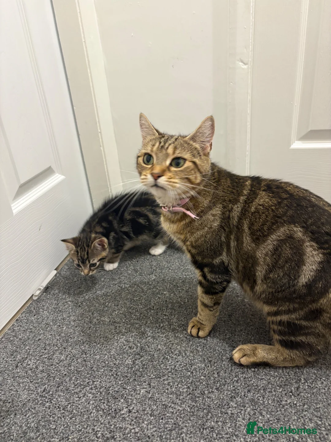Bengal cats for sale: Bengal X - Advert 4