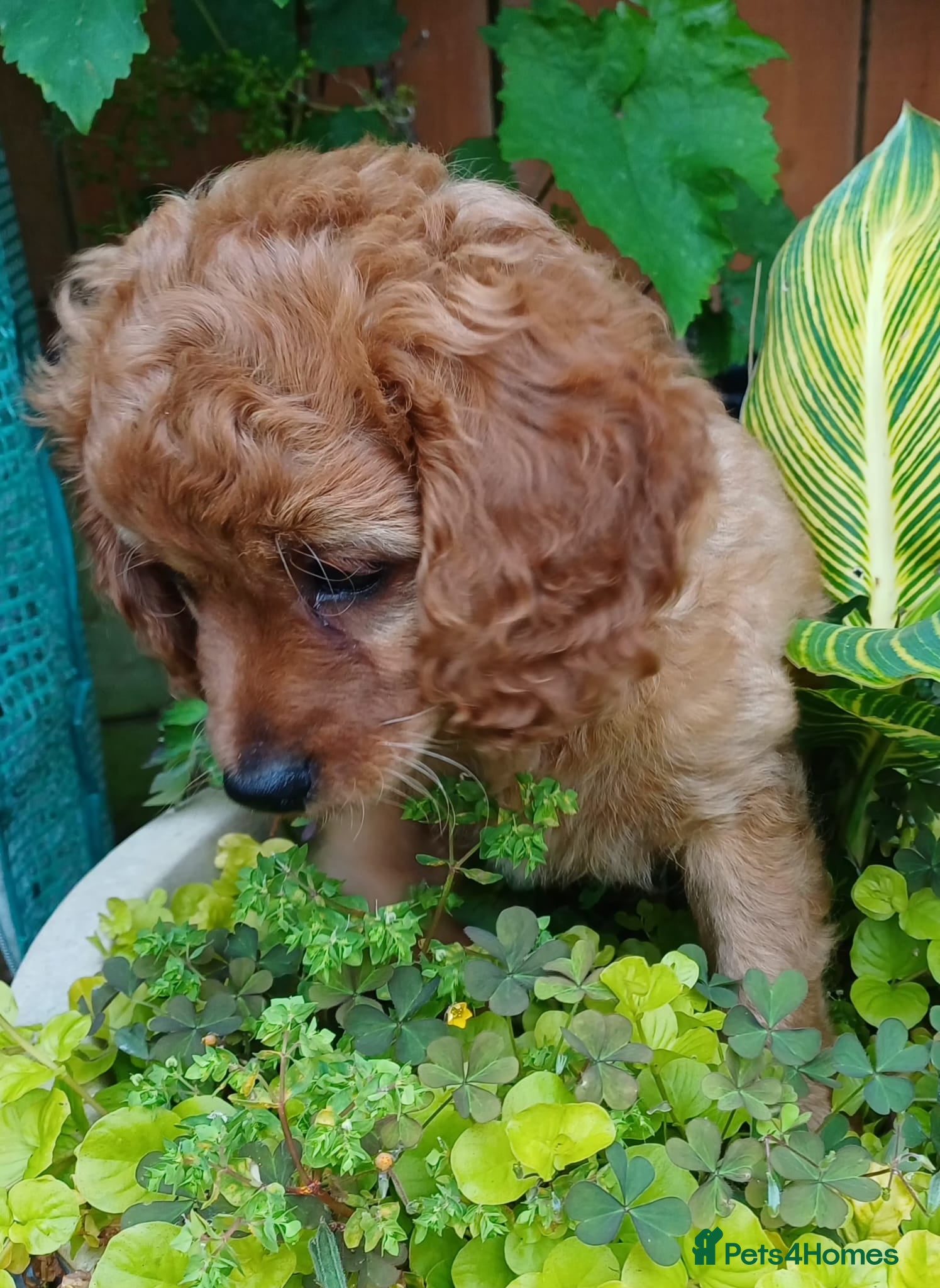 Cavapoo dogs ONLY ONE BOY PUPPY LEFT, price open to negotiation - Advert 2