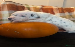 Dalmatian dogs for sale: KC Registered Dalmatian Puppies - Image 1