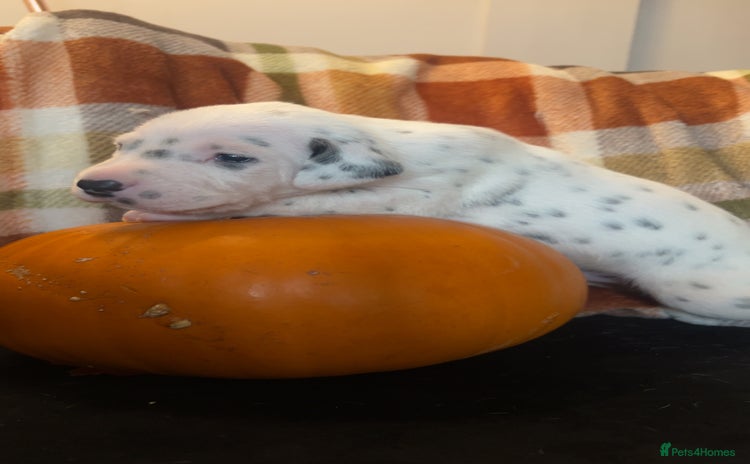 Dalmatian dogs - Advert 1