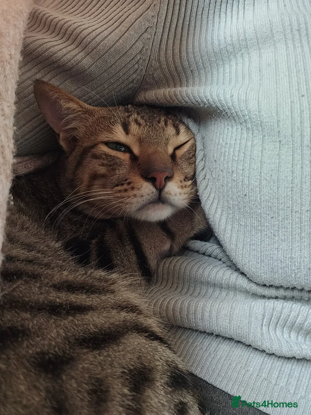 Mixed Breed cats for adoption: Ziggy! An absolute bundle of joy and quirckness - Advert 2